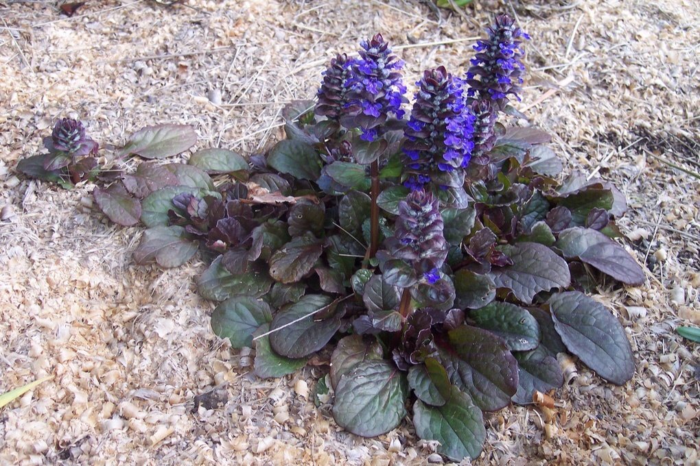 живучка ползучая фото из интернета