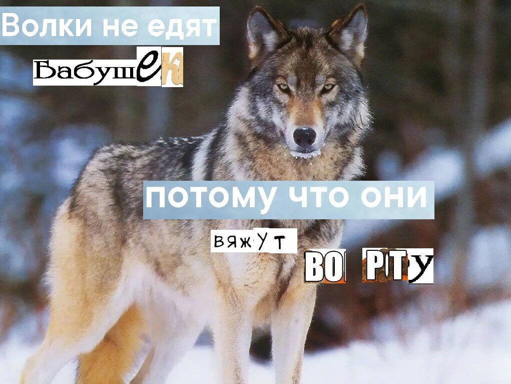 Р’РѕР»Рє РњРµРј