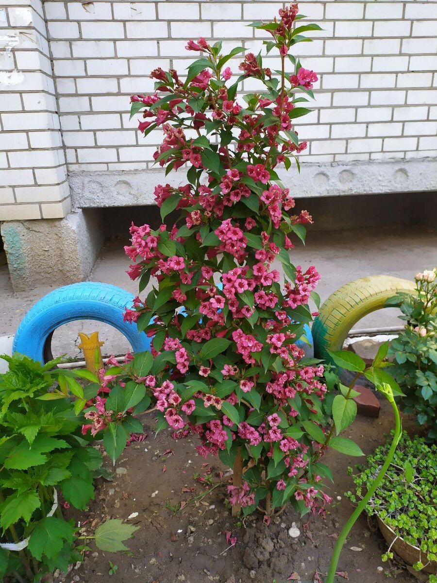 Вейгела (фото автора)