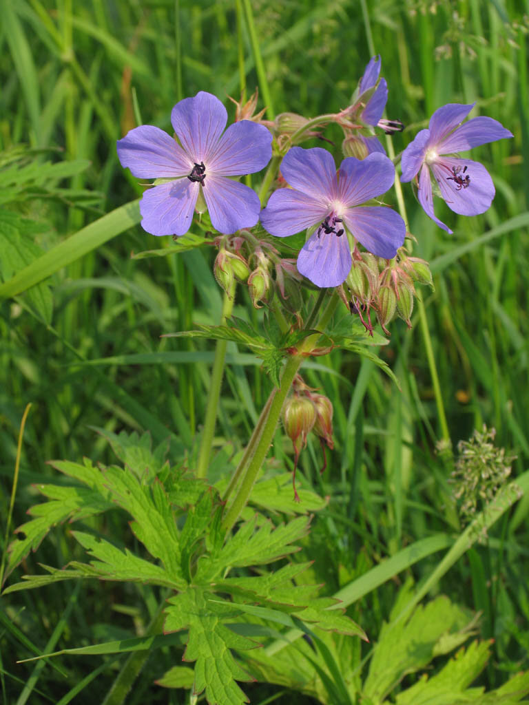 герань луговая