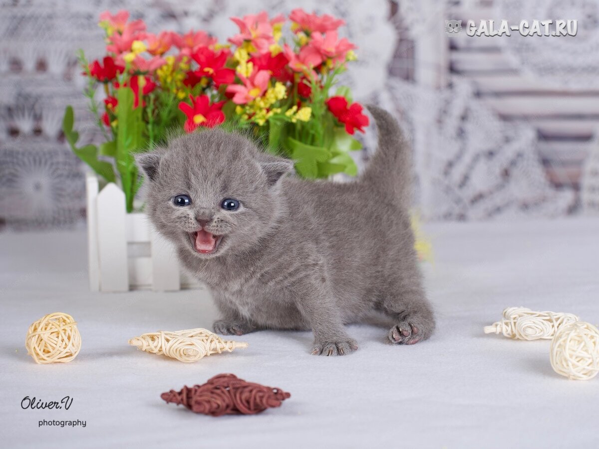 Фото маленьких британских котят