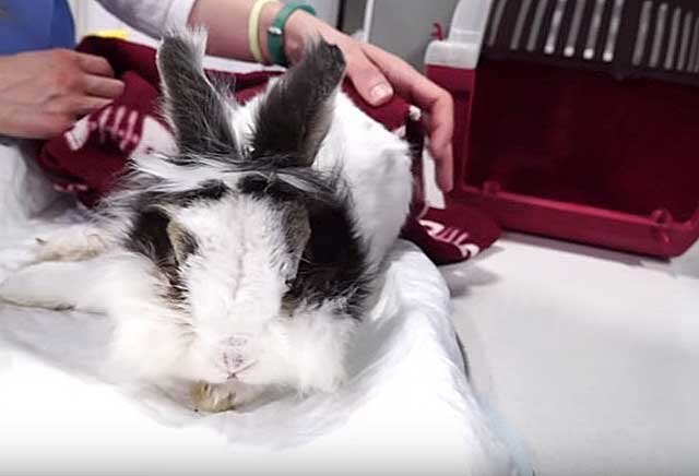 У кролика отказали лапы: симптомы и возможные заболевания