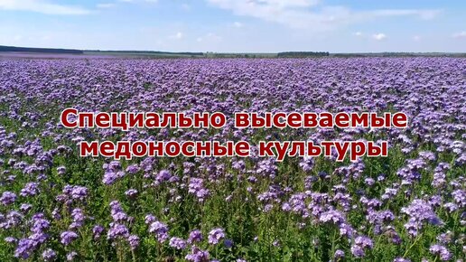 Медоносное разнотравье Северо Запада