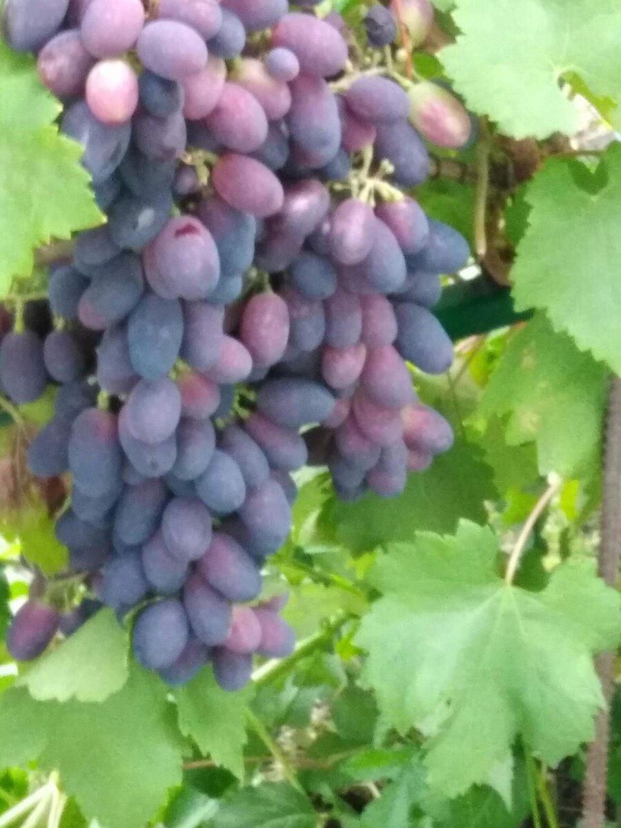 Поддержка вертикальной структуры