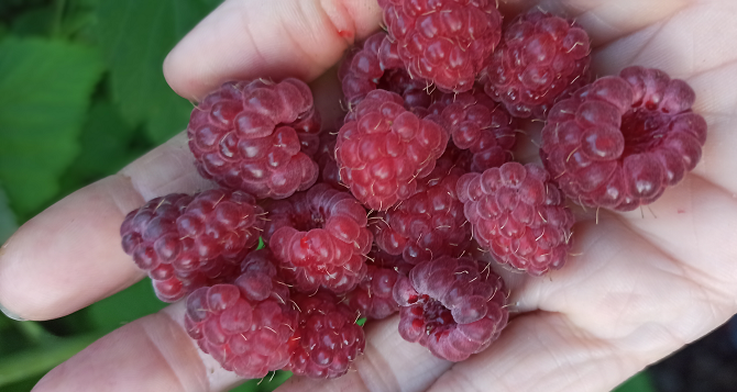 Ингридиент 1 Личный архив автора