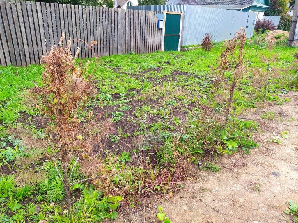 дачные соседи. посадить соседа. соседи сосны на участке. посадить соседа. сосны на дачном участке приметы.