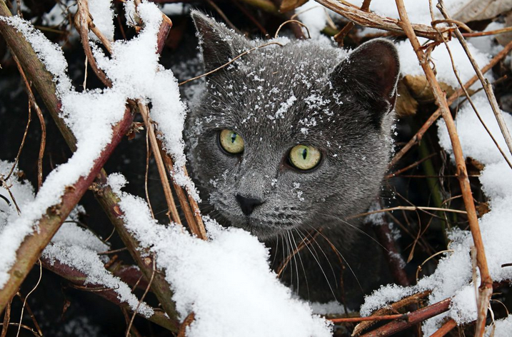 почему у кошки холодные уши
