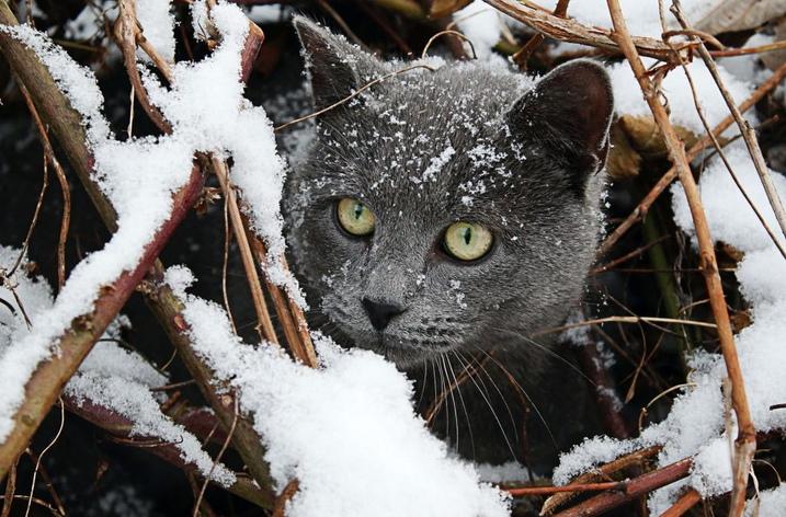 Может ли кошка замерзнуть