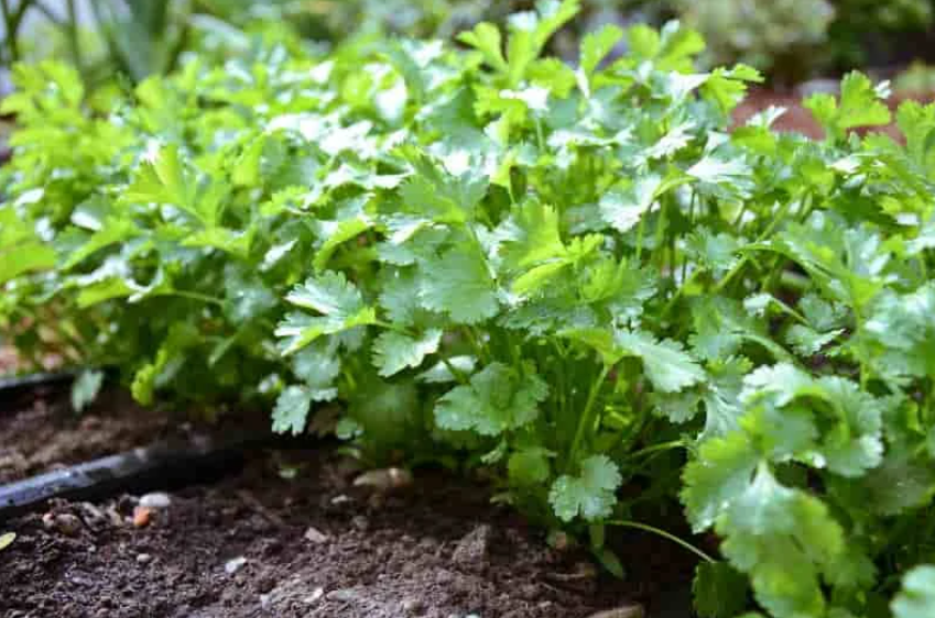 Кинза: полезные свойства, выращивание кориандра из семян в открытом грунте и домашних условиях