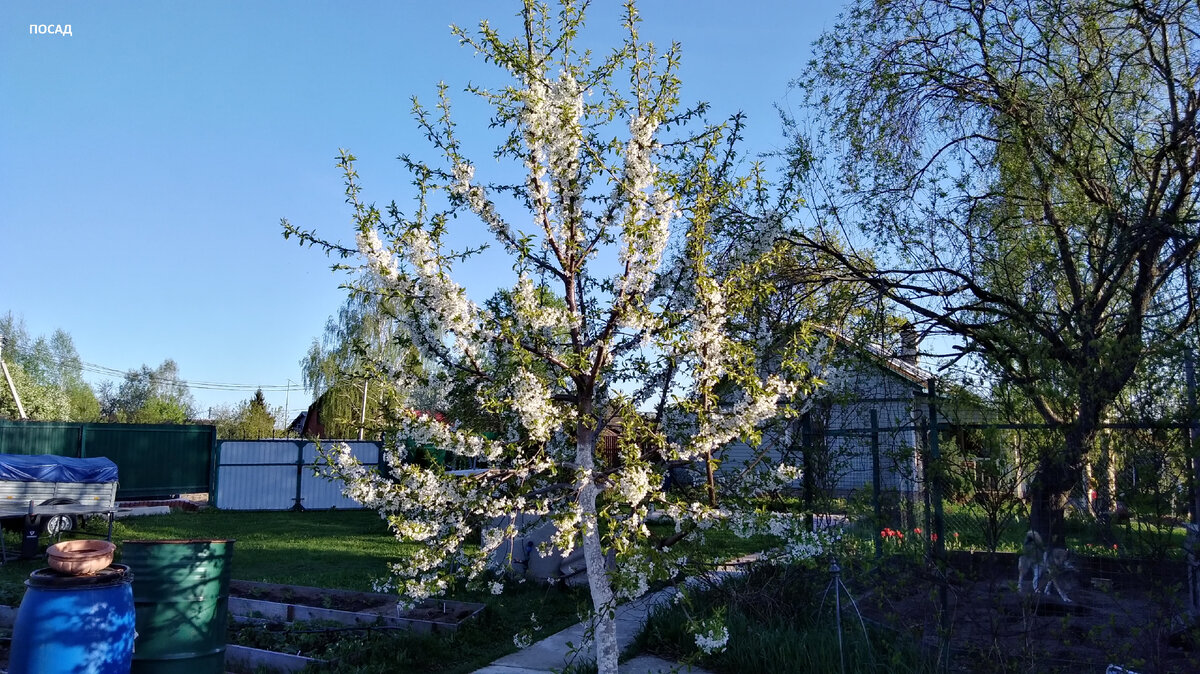 Черешня, как и вишня зацветает рано. У нас они обычно покрываются цветами на 9 мая. Красиво и трогательно. Как память.