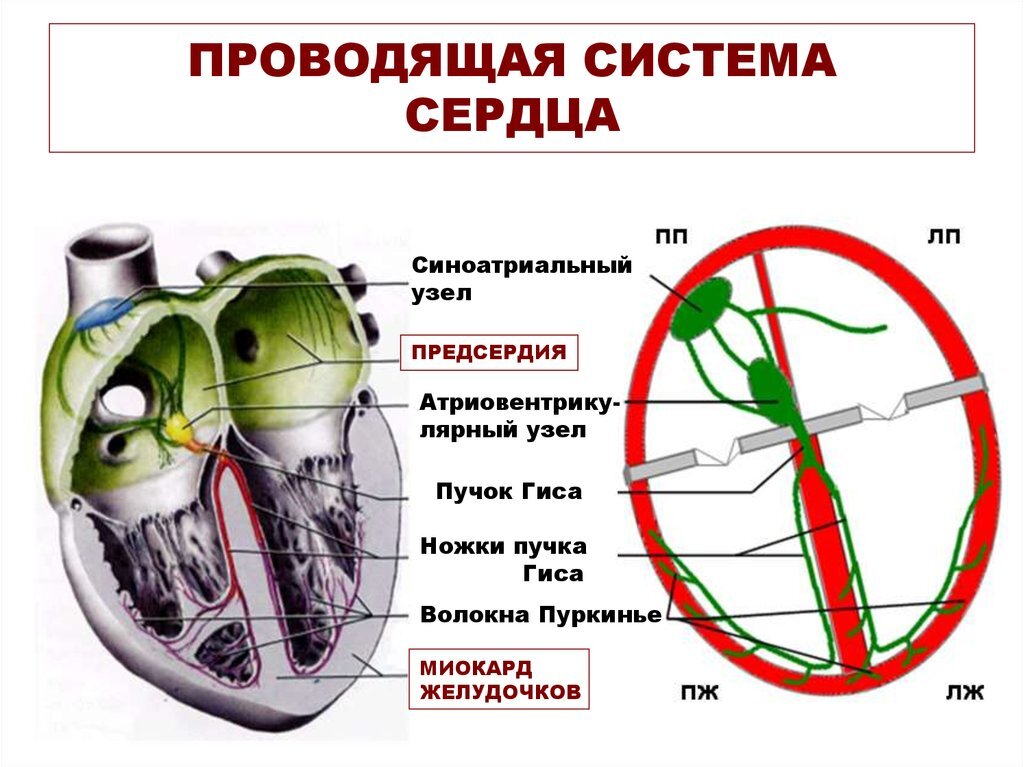 Система сердца. Узлы проводящей системы сердца. Строение проводящей системы сердца. Схема проводящей системы сердца. Проводящая система сердца кратко.