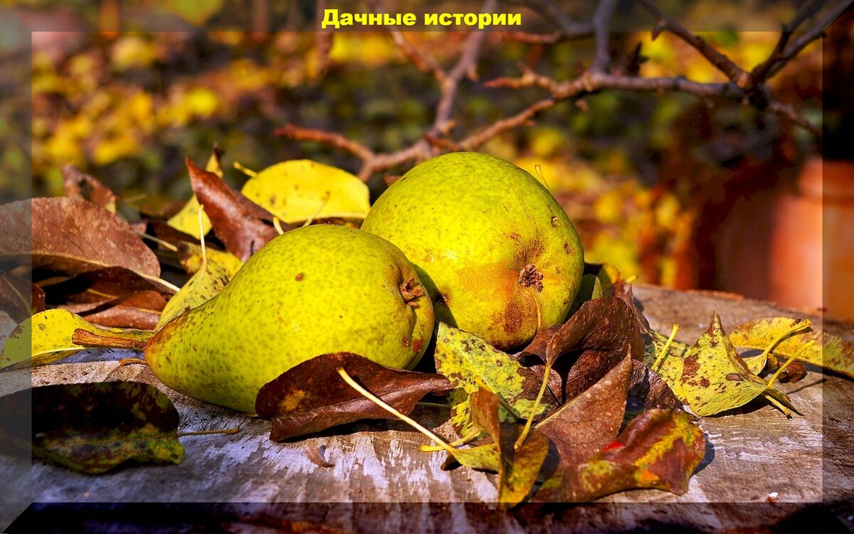 Груша осенью фото