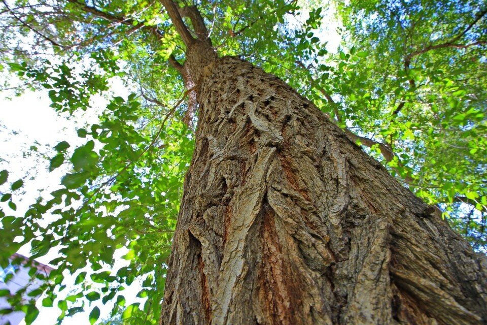     В Нарымском сквере снесут аварийные деревья. Фото: Зеленый Новосибирск.