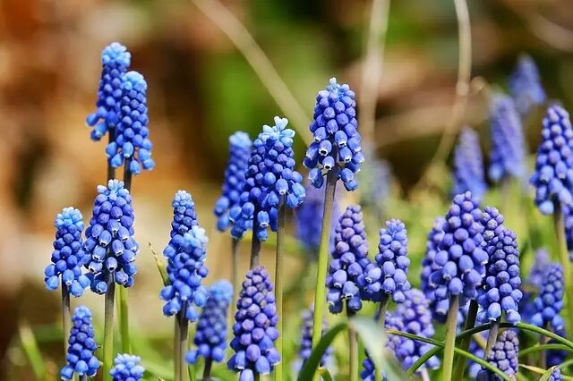 Фото pixabay/Couleur: мускари можно высаживать в первых числах сентября.