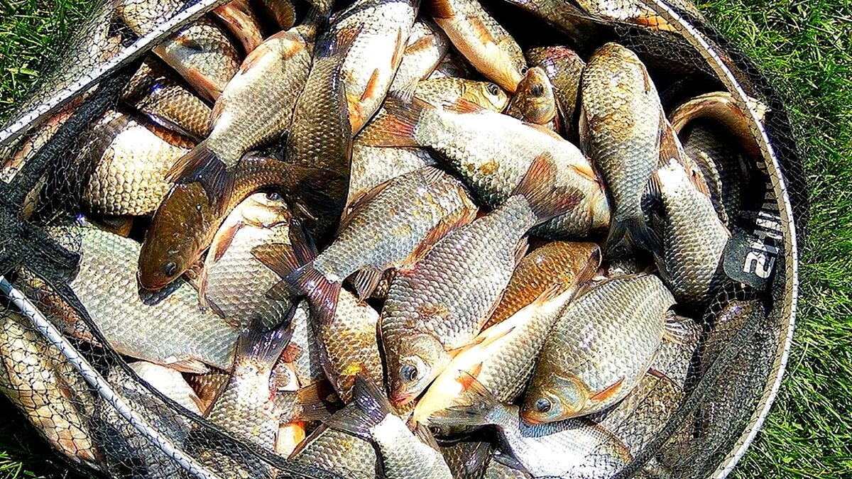 Поздравления с удачной рыбалкой. Фразы рыбаков. Закалка однокоренные слова. Надписи про рыбалку. Слово улов.