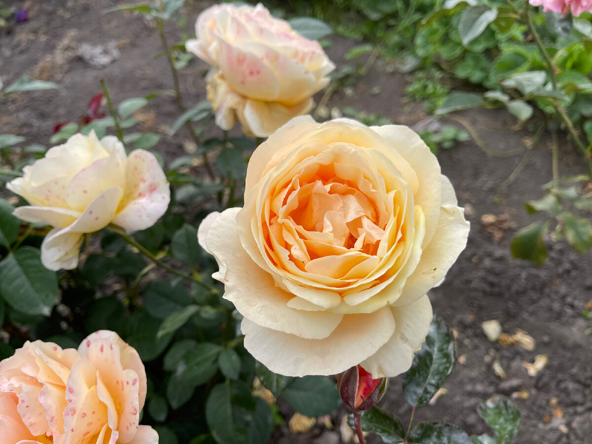 Моя прекрасная пересортница 