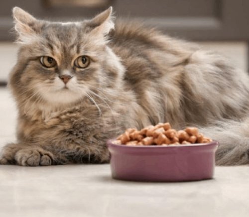 Можно ли смешивать обычные и лечебные корма для кошек и собак: основные аспекты питания домашних питомцев