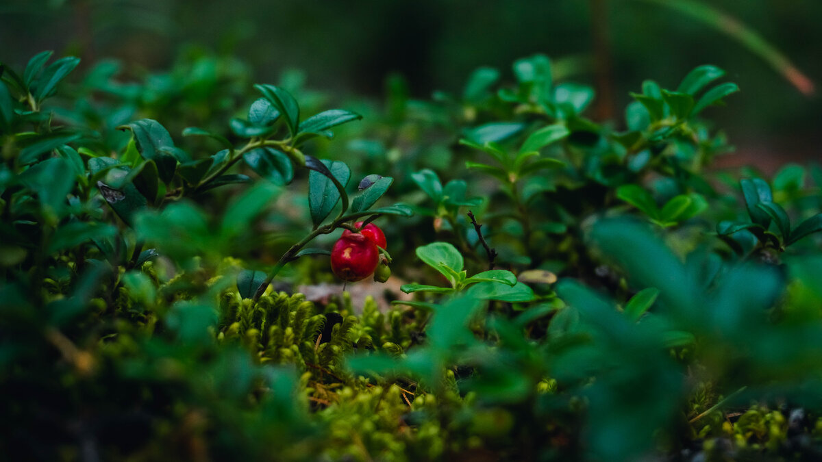 микромир брусники