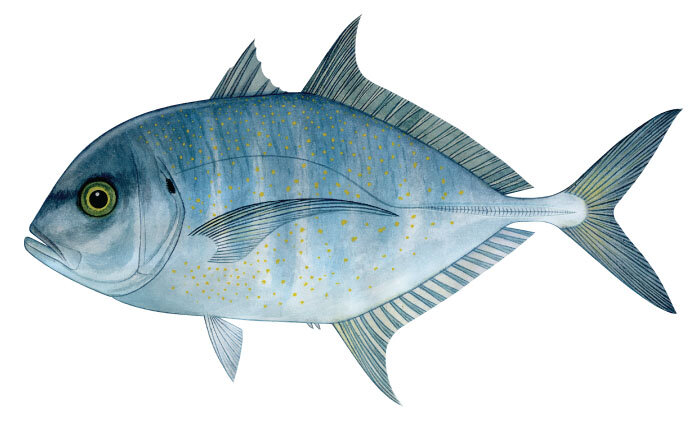 Carangoides coeruleopinnatus