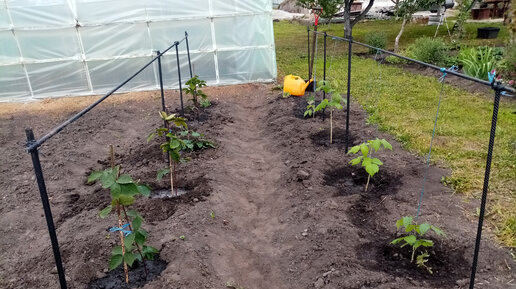 Утро началось Удачно 🌞🌞🌞 Наконец-то Научилась Размножать ЕЖЕВИКУ👍👍👍 Пересадка Саженцев 🍇🍇🍇Ежевики сорта БЛЭК САТИН 21.09.23г💖