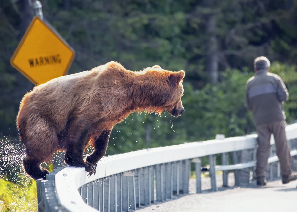 Near bear. Медведь Гризли нападает. Бурый медведь нападение Гризли. Медведь Гризли нападение. Медведь Гризли нападение на человека.