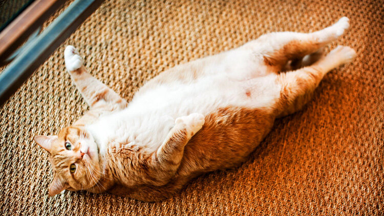 Вздутие живота у кошки – причины, симптомы, лечение | Ветеринар на дом |  Дзен
