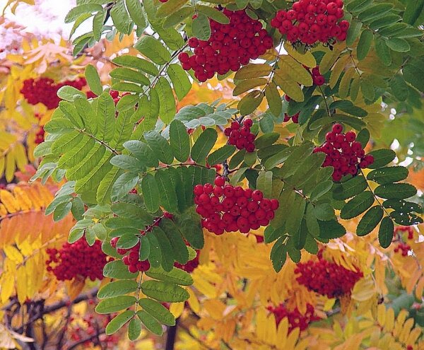 Чем суше и теплее сентябрь, тем позднее наступит зима.  Много паутины на бабье лето - к ясной осени и холодной зиме.
Гром в сентябре предвещает долгую осень.
11 сентября - Полетовщик, уводящий красное лето.  После него убирают корнеплоды (кроме репы) и картофель. Репу дергают после 26 сентября. С этого дня "корень в земле зябнет, а не растет".
В сентябре одна ягода, да и та горькая рябина.
Осень идет и за собой дожди ведет.