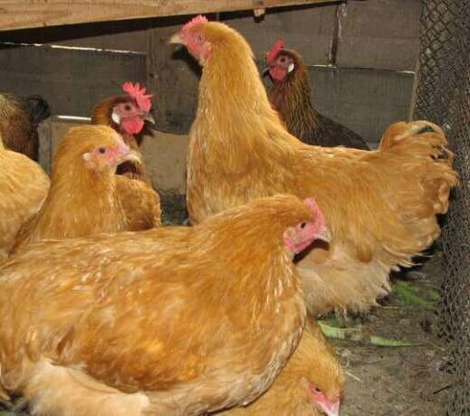 Куры Венгерский великан: описание породы, фото, отзывы, характеристика - Все, что нужно знать о Венгерском великане