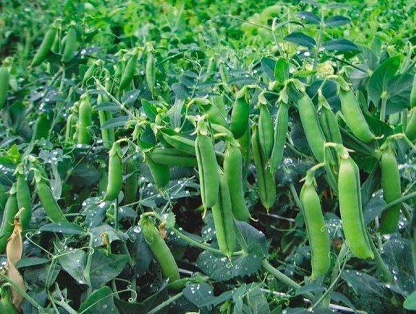 Как выбрать подходящий сорт гороха для выращивания на огороде