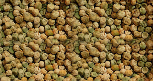 чина посевная семена. горох для рыбалки сухой. форма семян гороха. горох лущеный сорт. горох зеленый сухой.