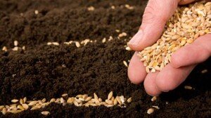 Взращивание моркови обычно не доставляет хлопот. Никаких больших сложностей не сопровождает этот процесс. Главное – это хороший, частый полив, относительно теплая температура почвы и воздуха. С поливом вопросов нет, а вот достичь комфортных температурных условий можно укрыванием специальной пленкой или посадкой в теплице, парнике.