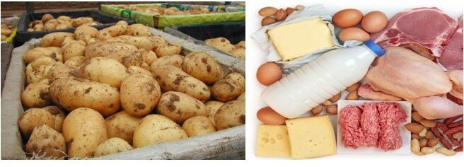 Производство картофеля и мясомолочной продукции