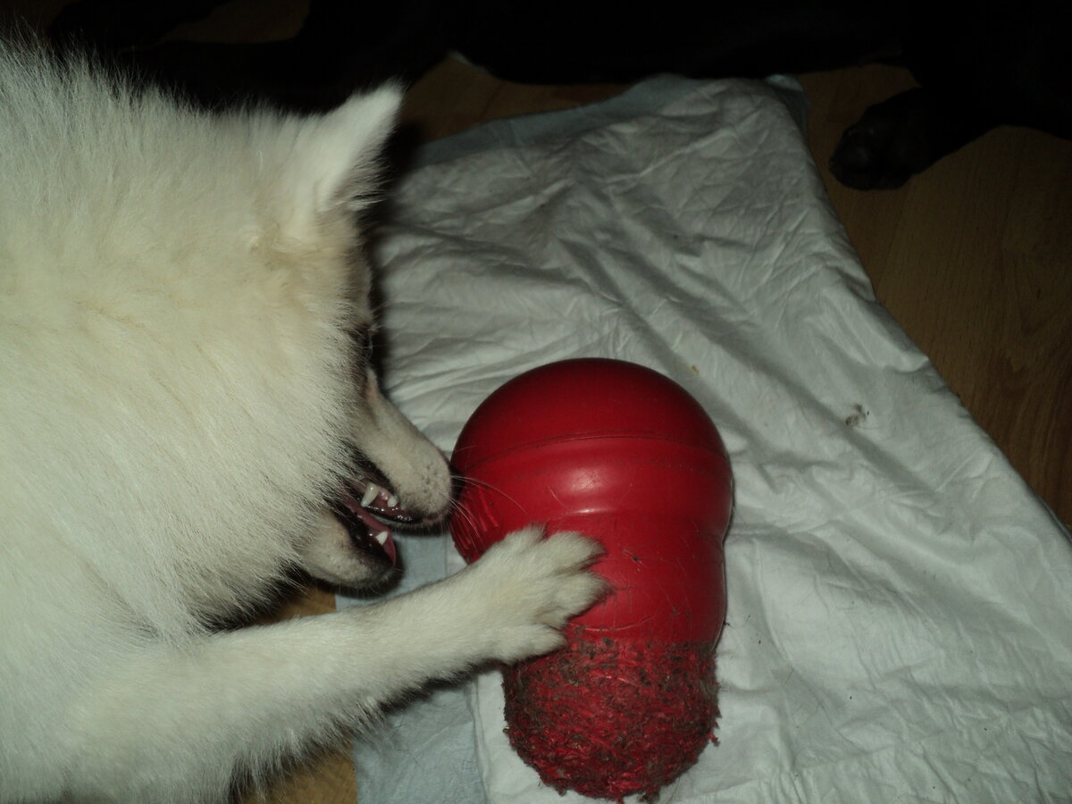 Мотя дербанит корсиный "неубиваемый"  воблер. Естественно, воблеру наступили кранты, вопреки обещаниям фирмы-изготовителя.