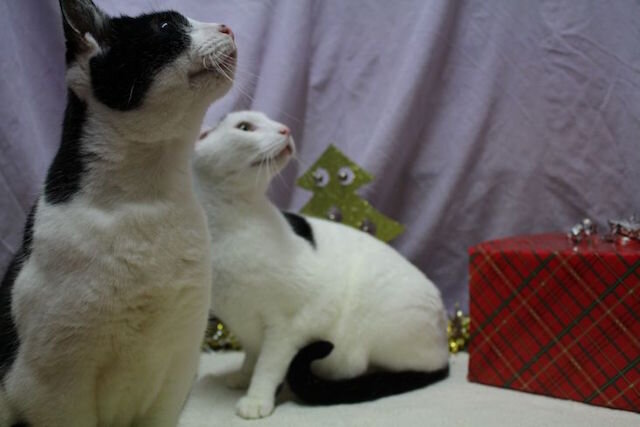 Слепая кошка и её сын ищут новых хозяев | 😺 Мурзик | Дзен