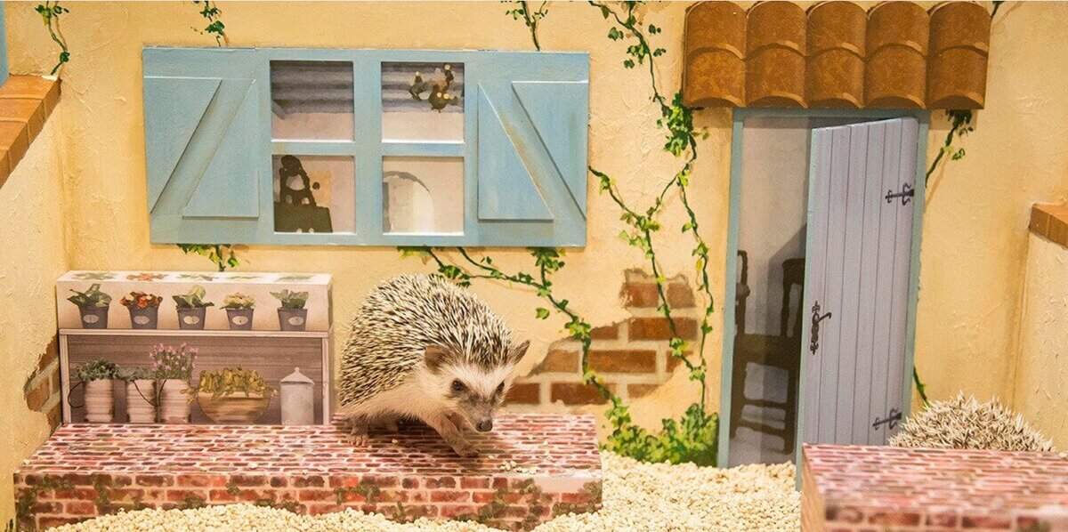 Image Credit: SHIIKUGAKARI