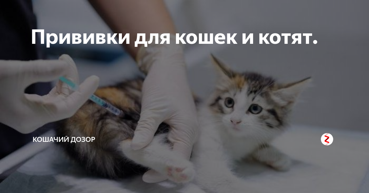 Нужна ли прививка котятам. Вакцинация котят. Прививка котенку. Первая прививка котенку. Подготовительная прививка для кота.