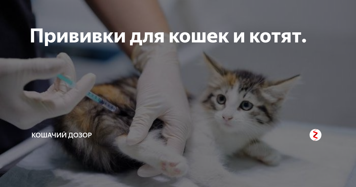 Прививки котятам