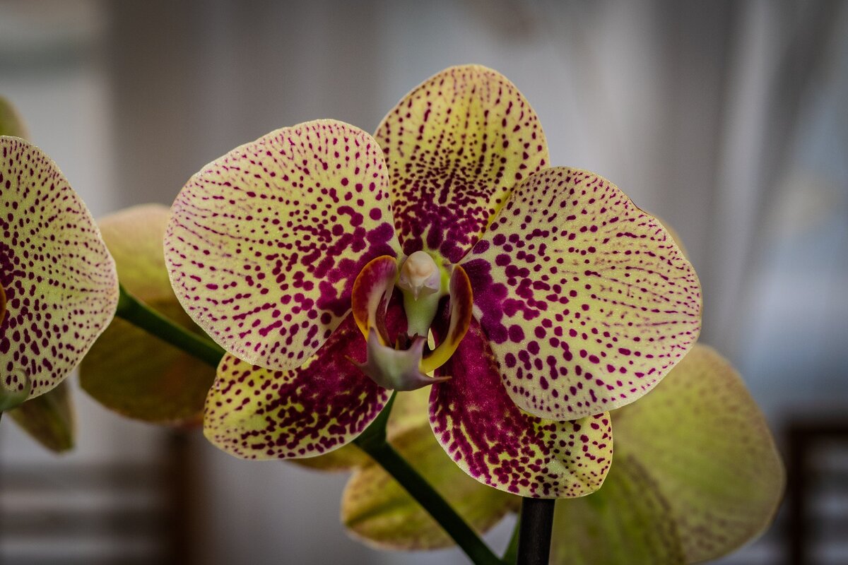 Орхидея Bernhard Phalaenopsis