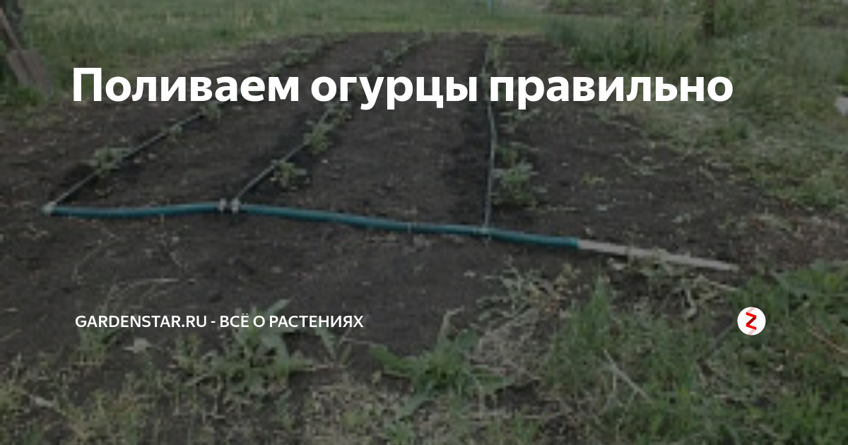 Поливаем огурцы правильно | gardenstar.ru - Всё о растениях | Дзен