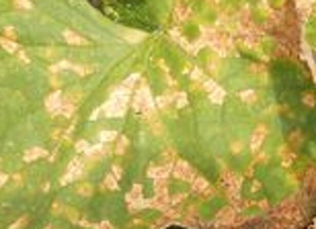 Как выглядят солнечные ожоги на листьях огурцов фото