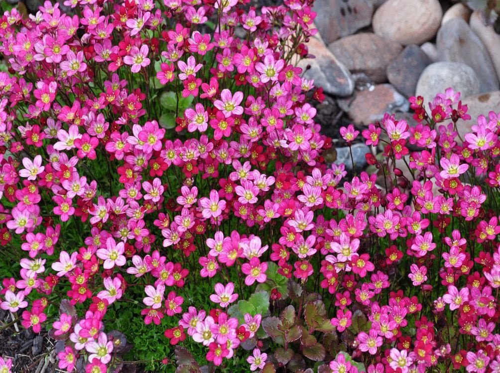 Растение Бедренец камнеломка (Pimpinella saxifraga). Полезные рецепты