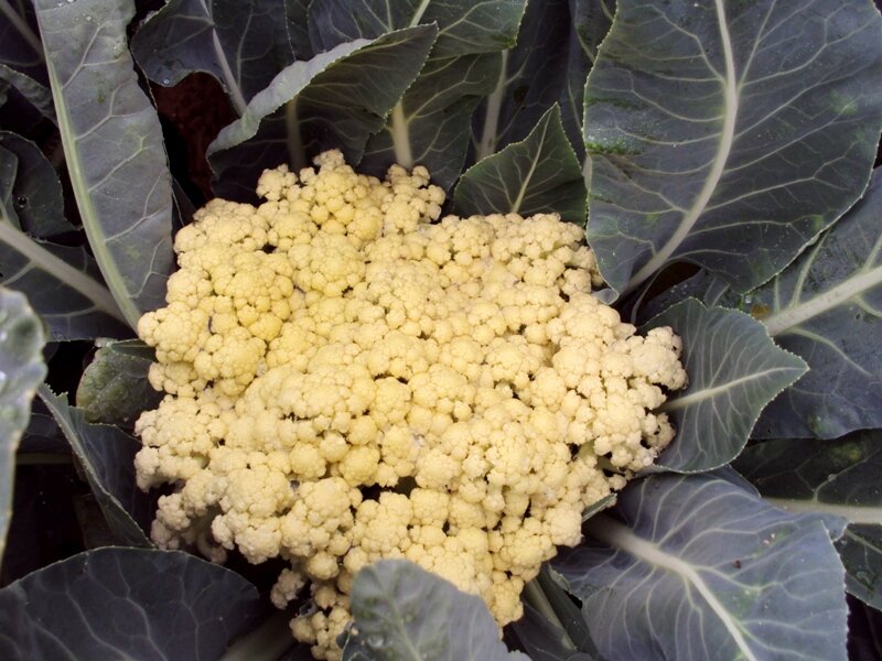 Цветная капуста что с ней. Цветная капуста цветок. Цветная капуста белая. Униботра капуста цветная. Цветная капуста что с ней.