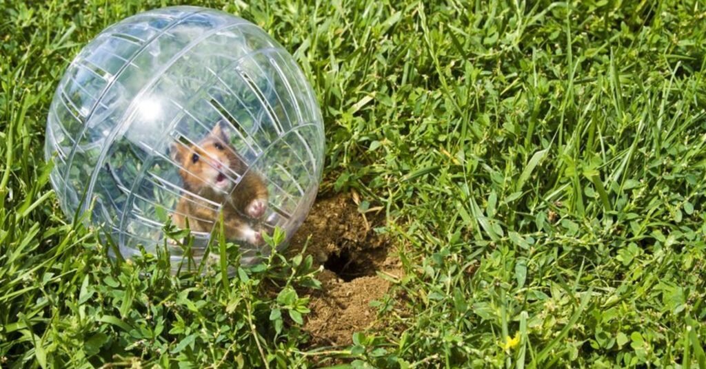 Специальный шар для передвижения хомяка