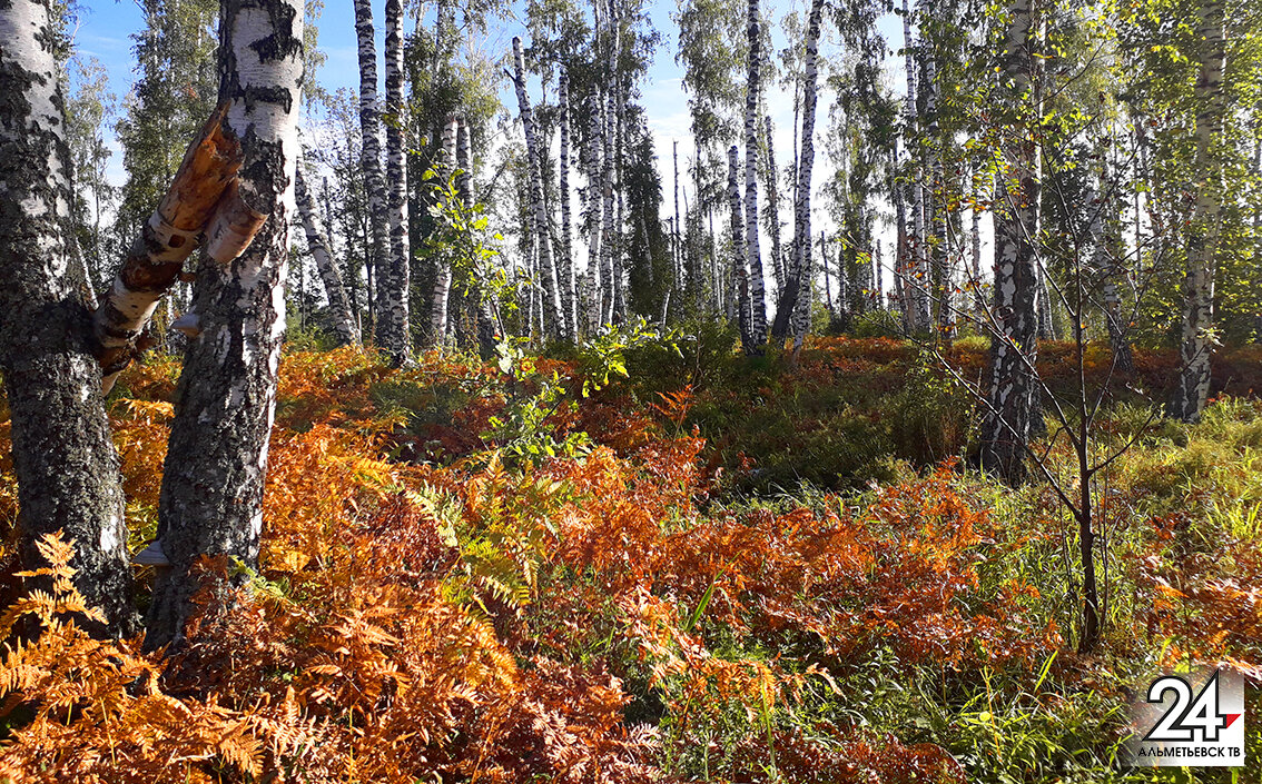 Природа в сентябре щедра на краски. Палитра ее бесконечна, а размах творческой мысли широчайший.