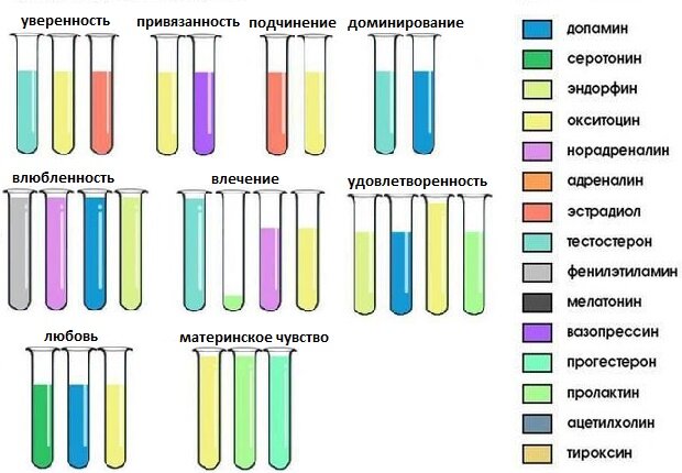 Все эти чувства вам знакомы.  Можно ли сказать, что все они являются составляющими любви? Неужели все можно объяснить химией? Да. Но действие этих веществ не безгранично. Со временем синтез их уменьшается, и чувства "проходят". Статистика говорит нам о высоком проценте разводов именно на первом году совместной жизни. Это напрямую связано с исчезновением эффекта работы гормонов. 