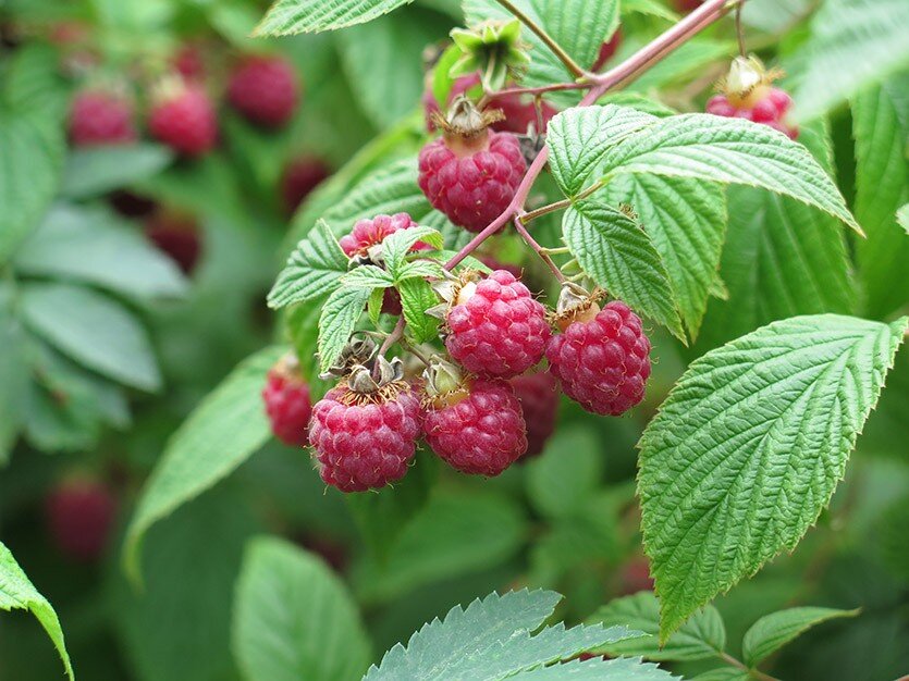 Малина Rubus idaeus. Малина обыкновенная (Rubus idaeus). Малина обыкновенная Rúbus idáeus. Малина (Rubus rosifolius). Малина обыкновенная кустарники