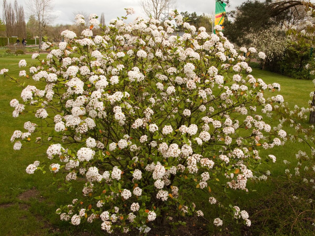 калина барквуда. Фото baumschule-horstmann.de