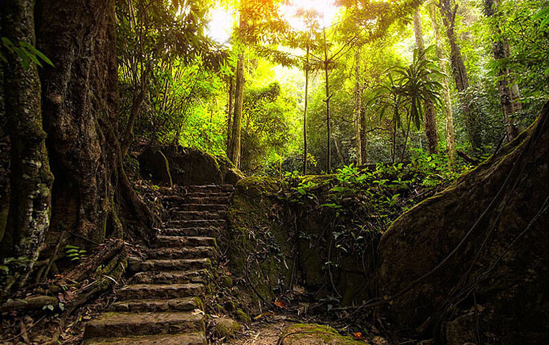 Хэйчжу, китай. Парк бокор. Таиланд дождевые леса. Джунгли юго-восточной азии. Листопадные леса китая.