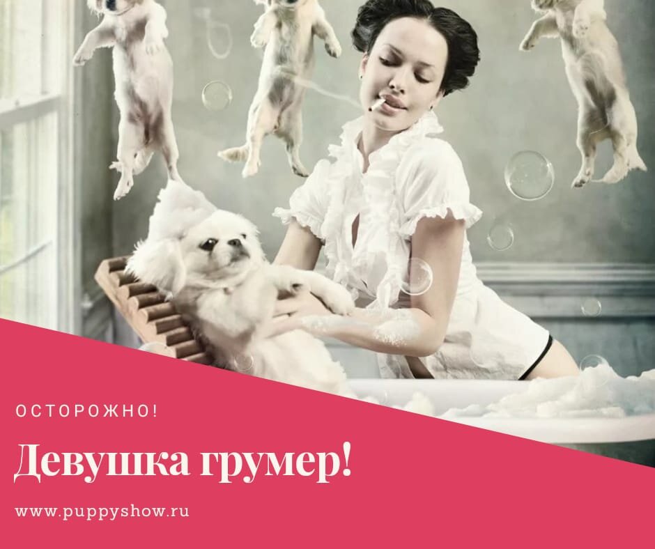 Кто-то мечтает о цветах и шубах, они же мечтают о новой машинке для стрижки, ножничках и дюжине бутылочек с шампуньками на пробу. Если дать девушке-грумеру деньги - она купит много косметики, но не для себя, тем более не для вас. И вот, в вашей ванной, на видном месте теперь стоит заморский шампунь, который обещает сделать шерсть белее, длиннее, пышнее... Вы и так поседели, увидев стоимость покупок! Куда уж белее... Рядом стоит старый знакомый - шампунь от блох. Здравствуй, дружище! Косметику для людей в собственном доме найти с каждым разом все труднее. Более того, все купленное тестируется на вас с котом. Кот, кстати, до сих пор не может пережить покупку машинки за бешеные тыщщщи и новую креативную стрижку. Машинка эта теперь заменяет вам поход в парикмахерскую. Хоть какая-то экономия! В телефоне девушки-грумера полно фоток. Но это не селфи и наряды. Нет! Там сплошные собаки и кошки, иногда их части в виде стриженых лапок, ушек, ромбиков под хвостом и не только. В кругу друзей ваша девушка взахлеб делится впечатлением о том, как на прошлой неделе у нее было сразу трое: перс, китаец и огромный кавказец. Причем китаец "такой целовака", а кавказец такой "куражный". После каждых ее историй приходится пояснять, что вы далеки от понятия свободной любви и речь шла о работе. Придя домой, вы можете обнаружить новых обитателей в квартире, помимо ваших собак и бедолаги кота. Это называется "я взяла работу на дом". "Работа", смахивающая на того самого куражного кавказца, виляет хвостом и просит почесать за ушком. Убийственное обаяние, наверное, так и выглядит.  Мой вам совет: купите вольер. Будет где прятаться с котом от таких очаровашек. Девушки-грумеры смелые, очаровательные и трудолюбивые. Они могут по 5 часов заниматься одной собакой, а в 6 утра уехать на выставку крутить какие-то топ-кноты другой. Их невозможно не любить! Ими невозможно не восхищаться. Если вы не согласны, посмотрите на кота, его стрижку, вспомните про машинку и идите покупать вольер.

