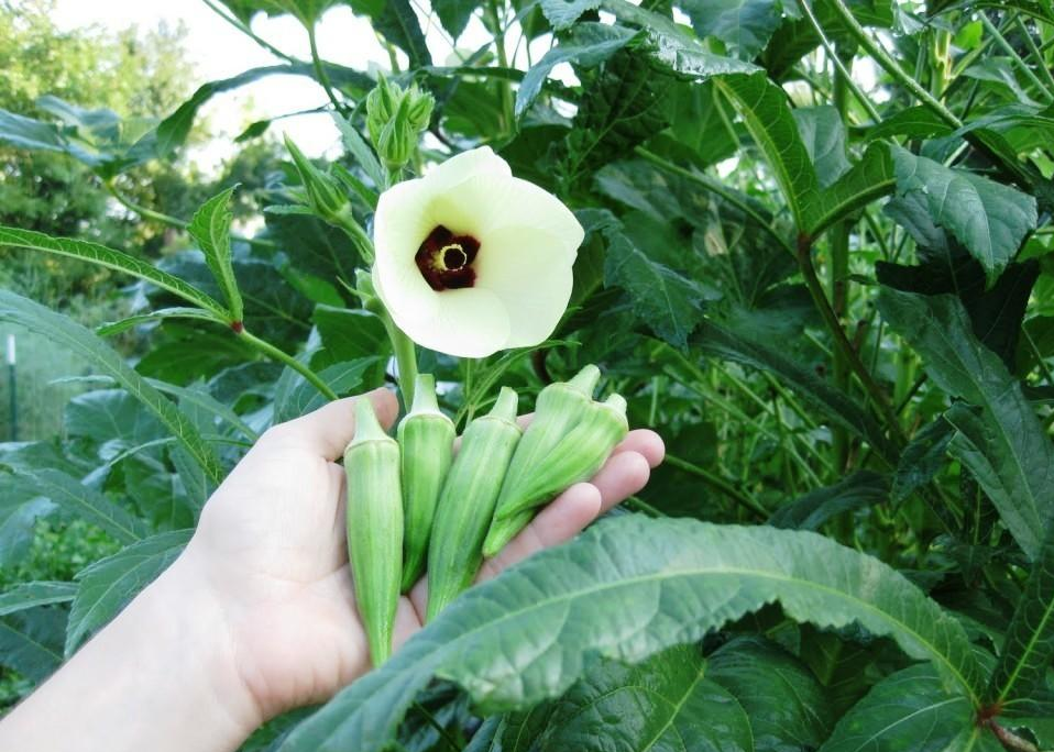 бамия окра. окра куст. бамия выращивание. бамия ростки. бамия куст.